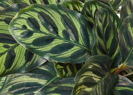 Calathea 'Makoyana'