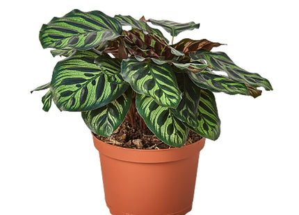 Calathea 'Makoyana'