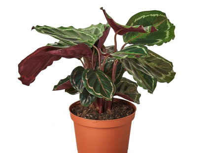 Calathea Roseopicta 'Medallion'