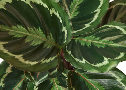 Calathea Roseopicta 'Medallion'