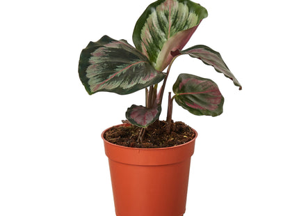 Calathea Roseopicta 'Medallion' II - 4" Pot