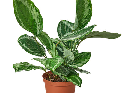 Calathea Roseopicta 'Medallion' III - 6" Pot