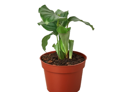 Calathea 'Orbifolia'