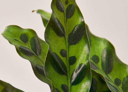 Calathea Lancifolia 'Rattlesnake' - House Plant Shop