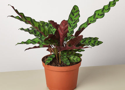 Calathea Lancifolia 'Rattlesnake' - House Plant Shop