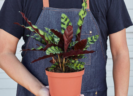 Calathea Lancifolia 'Rattlesnake' - House Plant Shop