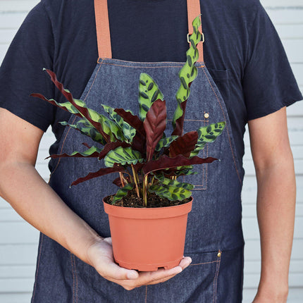 Calathea Lancifolia 'Rattlesnake' - House Plant Shop