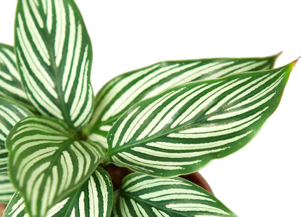Calathea 'Vittata'