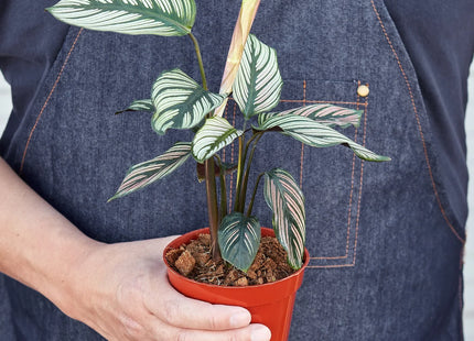 Calathea 'White Star'