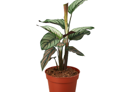 Calathea 'White Star'