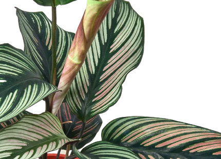 Calathea 'White Star'
