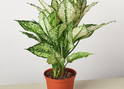 Chinese Evergreen 'First Diamond' - House Plant Shop