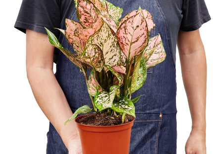 Chinese Evergreen 'Lady Valentine'