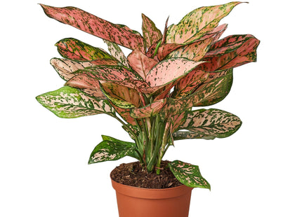 Chinese Evergreen 'Lady Valentine'