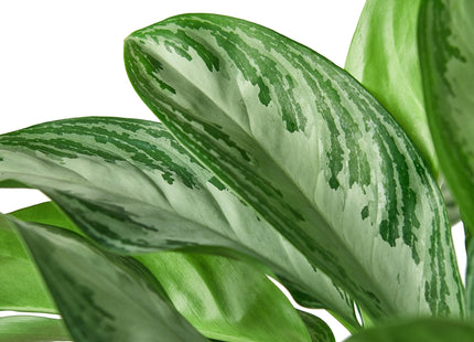 Chinese Evergreen 'Silver Bay'
