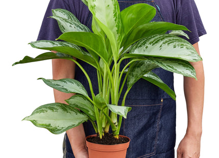Chinese Evergreen 'Silver Bay'