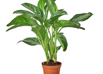 Chinese Evergreen 'Silver Bay'