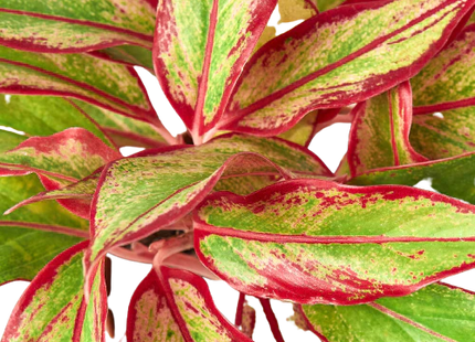 Chinese Evergreen 'Red Siam'