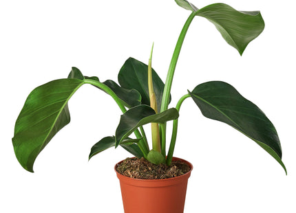 Philodendron 'Congo Green'