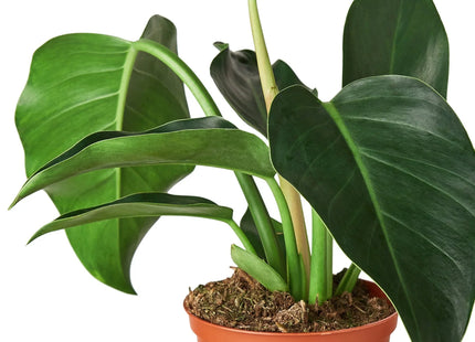 Philodendron 'Congo Green'