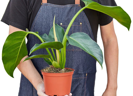 Philodendron 'Congo Green'