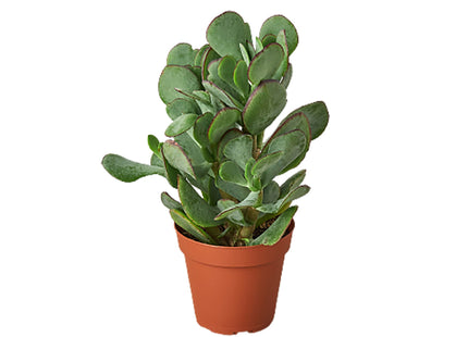 Succulent Crassula 'Silver Dollar'