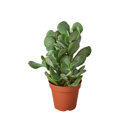 Succulent Crassula 'Silver Dollar' | Live Plant for Indoor & Outdoor | House Plant Decor
