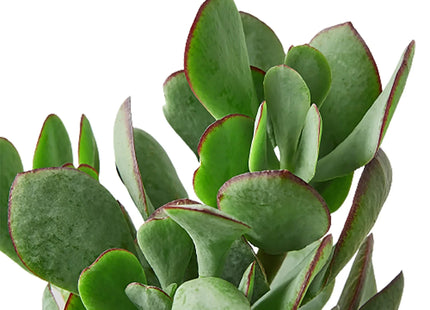 Succulent Crassula 'Silver Dollar'
