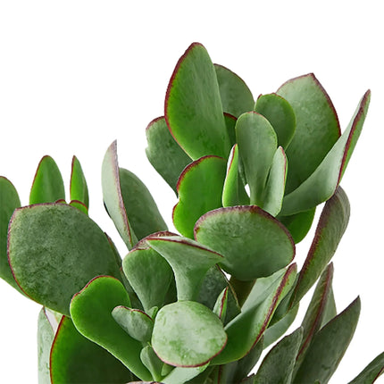 Succulent Crassula 'Silver Dollar' | Live Plant for Indoor & Outdoor | House Plant Decor