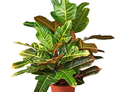 Croton 'Oak Leaf'