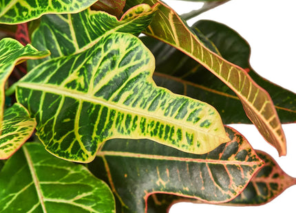 Croton 'Oak Leaf'