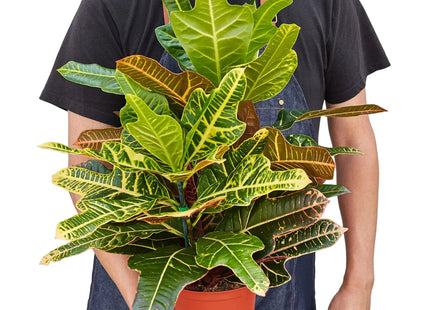 Croton 'Oak Leaf'