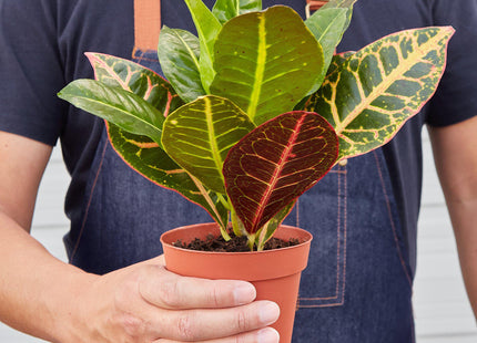 Croton Petra 'Joseph's Coat' - House Plant Shop
