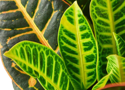 Croton Petra 'Joseph's Coat'