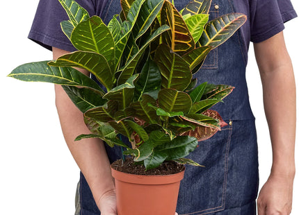 Croton Petra 'Joseph's Coat'