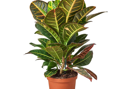 Croton Petra 'Joseph's Coat'