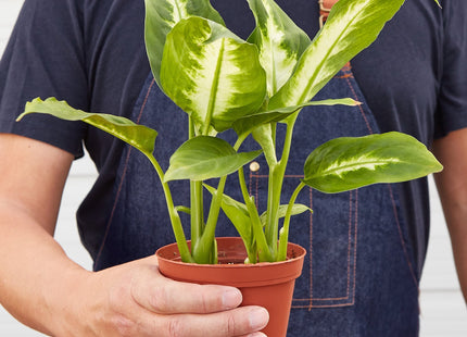 Dieffenbachia Camille 'Dumb Cane' - House Plant Shop