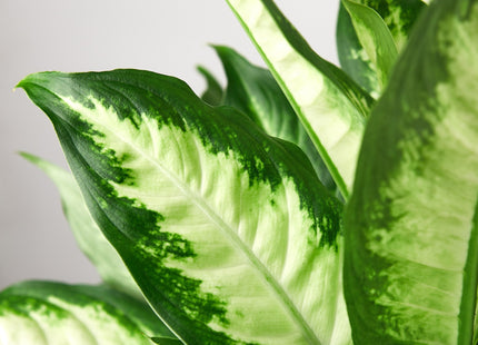 Dieffenbachia Camille 'Dumb Cane' - House Plant Shop