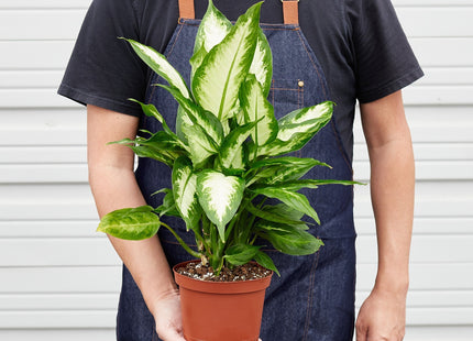 Dieffenbachia Camille 'Dumb Cane' - House Plant Shop