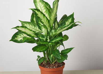 Dieffenbachia Camille 'Dumb Cane' - House Plant Shop