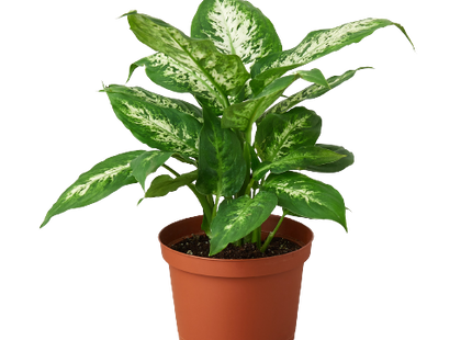 Dieffenbachia 'Tropic Snow'