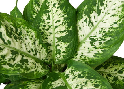Dieffenbachia 'Tropic Snow'