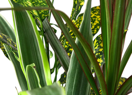 Dracaena 'Combo'