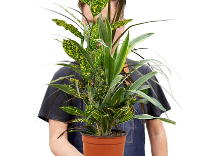 Dracaena 'Combo'