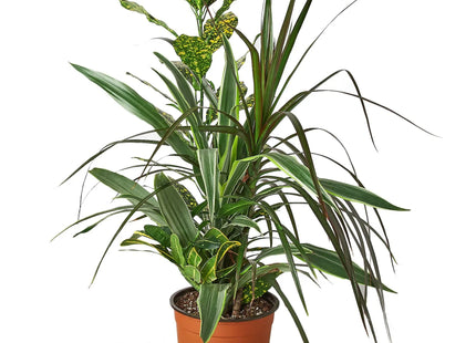 Dracaena 'Combo'