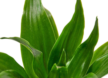 Dracaena 'Janet Craig'