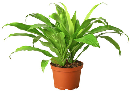 Dracaena 'Lime Light'