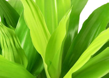 Dracaena 'Lime Light'