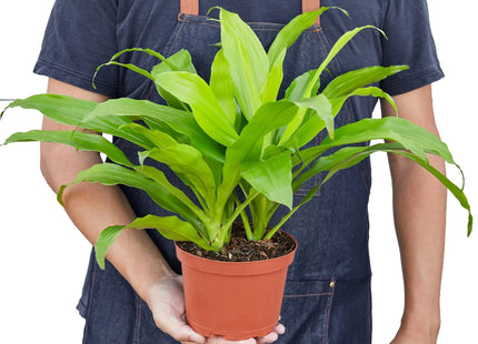 Dracaena 'Lime Light'
