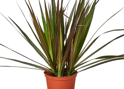 Dracaena 'Marginata Magenta'